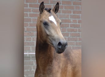 NRPS, Stallion, 2 years, 14,1 hh, Dun