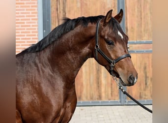 NRPS, Stallion, 2 years, 14.2 hh, Bay-Dark