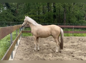 NRPS Mix, Stallion, 2 years, 14 hh, Palomino