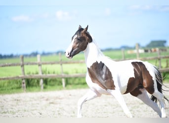 NRPS, Hengst, 2 Jahre, 15,3 hh, Schecke