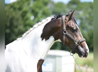 NRPS, Stallion, 2 years, 15,3 hh, Pinto