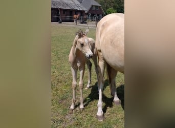 NRPS, Stallion, 3 years, 13,1 hh, Buckskin