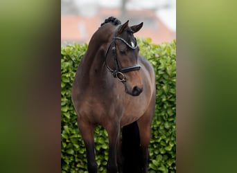 NRPS, Stallion, 3 years, 14.1 hh, Bay-Dark