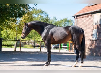 NRPS, Stallion, 3 years, 14.1 hh, Bay-Dark