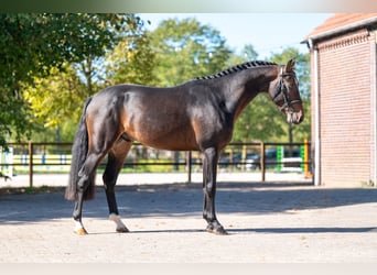 NRPS, Stallion, 3 years, 14.1 hh, Bay-Dark