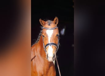 NRPS, Stallion, 3 years, 14,1 hh, Brown