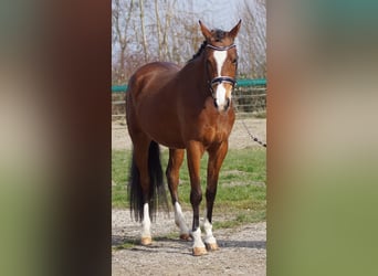 NRPS, Stallion, 3 years, 14,1 hh, Brown