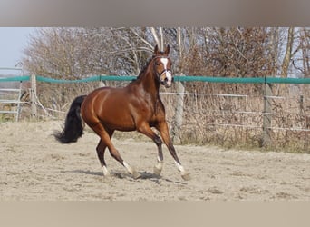 NRPS, Stallion, 3 years, 14,1 hh, Brown