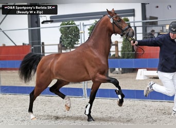 NRPS, Stallion, 3 years, 14,1 hh, Brown