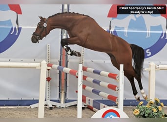 NRPS, Stallion, 3 years, 14,1 hh, Brown