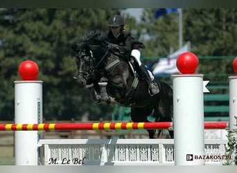NRPS Mix, Stallion, 3 years, 14.1 hh, Gray