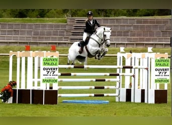 NRPS Mix, Stallion, 3 years, 14.1 hh, Gray