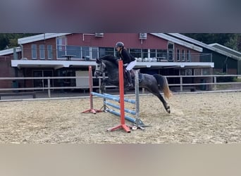 NRPS Mix, Stallion, 3 years, 14.1 hh, Gray