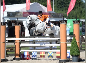NRPS Mix, Stallion, 3 years, 14.1 hh, Gray