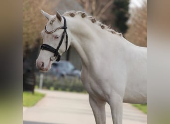 NRPS, Stallion, 3 years, 14.1 hh, Perlino