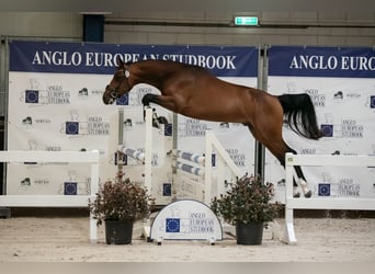 NRPS, Stallion, 3 years, 14.2 hh, Brown