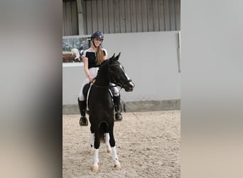 NRPS, Stallion, 3 years, 14,1 hh, Black