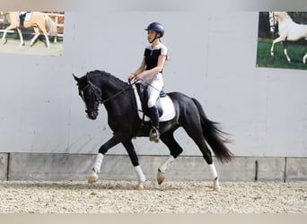 NRPS, Stallion, 3 years, 14,1 hh, Black
