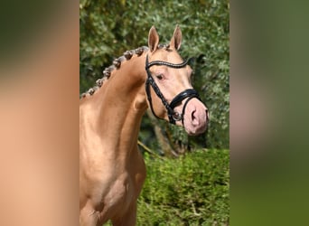 NRPS, Stallion, 3 years, 14,1 hh, Champagne