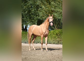 NRPS, Stallion, 3 years, 14,1 hh, Champagne