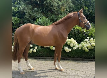 NRPS, Stallion, 3 years, 14,1 hh, Chestnut