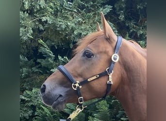 NRPS, Stallion, 3 years, 14,1 hh, Chestnut