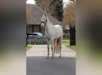 NRPS, Stallion, 3 years, 14,1 hh, Perlino