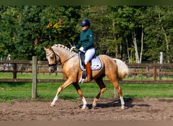 NRPS, Stallion, 3 years, 14,3 hh, Palomino