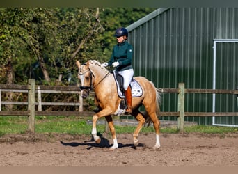 NRPS, Stallion, 3 years, 14,3 hh, Palomino