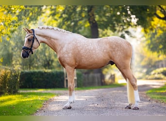NRPS, Stallion, 3 years, 14,3 hh, Palomino