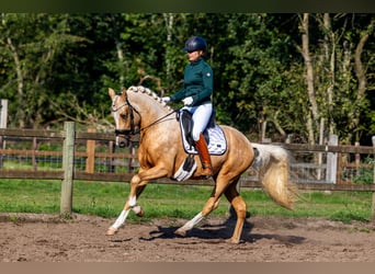 NRPS, Stallion, 3 years, 14,3 hh, Palomino