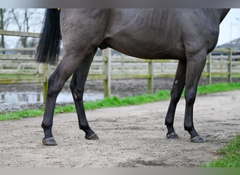 NRPS, Stallion, 3 years, 15.1 hh, Brown