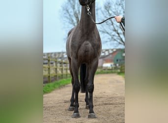 NRPS, Stallion, 3 years, 15.1 hh, Brown