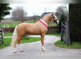 NRPS, Stallion, 3 years, 15 hh, Dun