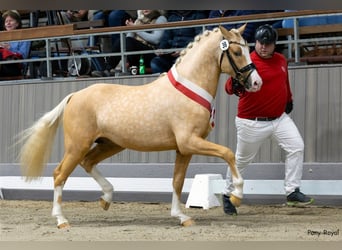 NRPS, Stallion, 3 years, 15 hh, Dun