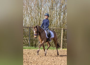 NRPS, Stallion, 3 years, 15 hh, Dun