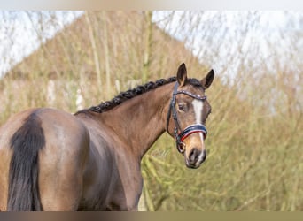 NRPS, Stallion, 3 years, 15 hh, Dun