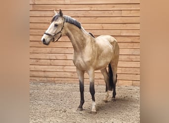 NRPS, Stallion, 3 years, Buckskin