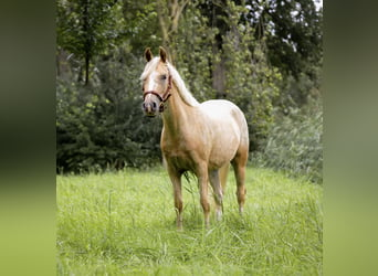 NRPS, Stallion, 4 years, 13.3 hh, Palomino