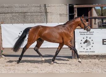 NRPS, Stallion, 4 years, 14.2 hh, Brown