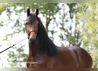 NRPS, Stallion, 4 years, 16 hh, Brown