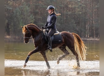 NRPS, Stallion, 5 years, 14.2 hh, Chestnut-Red