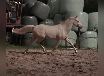 NRPS, Stallion, 6 years, 14,2 hh, Cremello