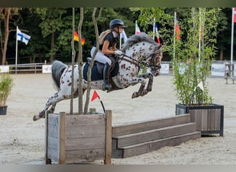 NRPS, Stallion, 6 years, 14 hh, Leopard-Piebald