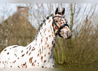 NRPS, Stallion, 6 years, 14 hh, Leopard-Piebald