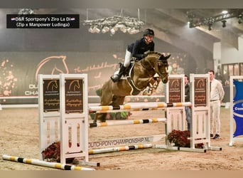 NRPS, Stallion, 9 years, 14.2 hh, Chestnut-Red