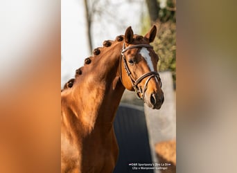 NRPS, Stallion, 9 years, 14.2 hh, Chestnut-Red