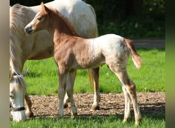 NRPS, Stallion, , 14.1 hh, Chestnut-Red