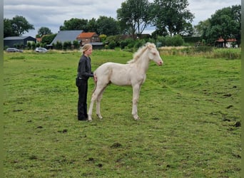 NRPS, Stallion, Foal (01/2024), 14.1 hh, Perlino