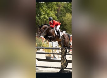 NRPS, Stallion, Foal (05/2026), 14.2 hh, Brown